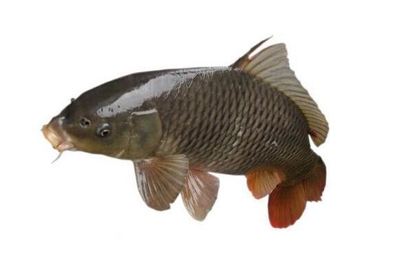 草魚和鯉魚哪個(gè)刺少?