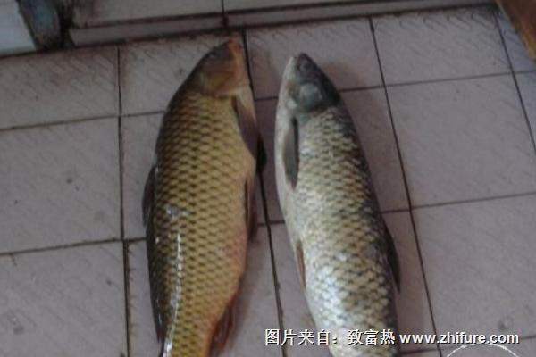 草魚和鯉魚的區別是什么？