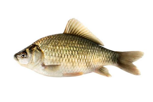 草魚和鯉魚的區別是什么?