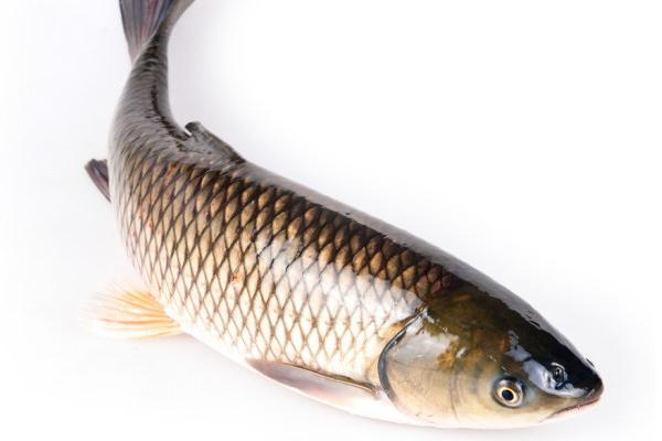 草魚和鯉魚的區別是什么?