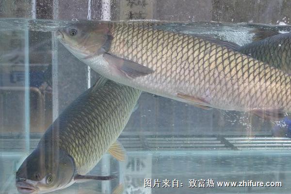 草魚價格多少錢一斤？