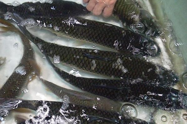 草魚價格多少錢一斤?