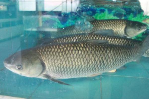 草魚價格多少錢一斤?