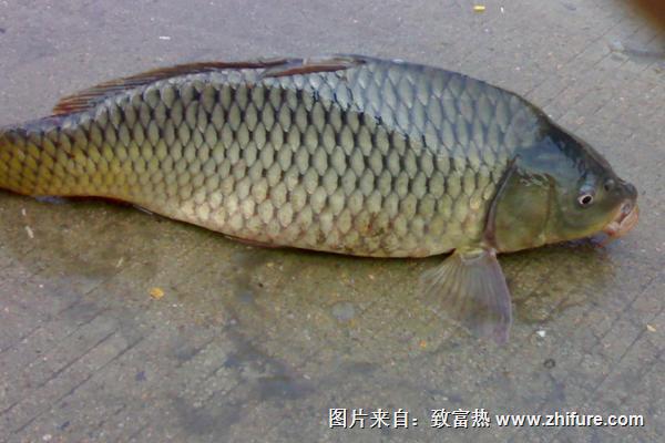 草魚價格多少錢一斤?