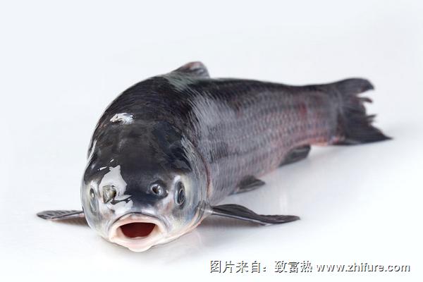 草魚喜歡吃什么？