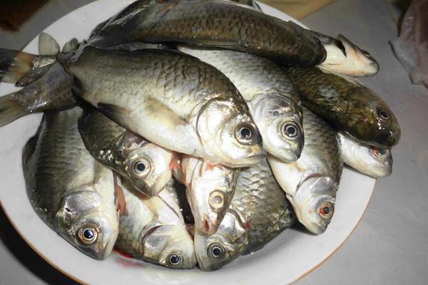 草魚喜歡吃什么？