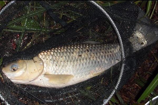 草魚喜歡吃什么？