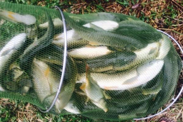 草魚喜歡吃什么？