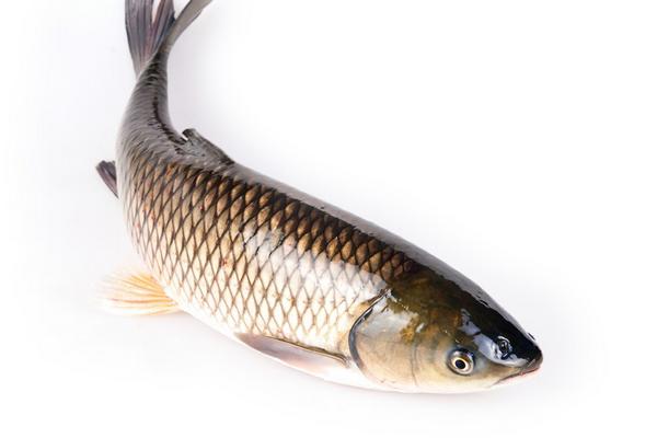 草魚喜歡吃什么？