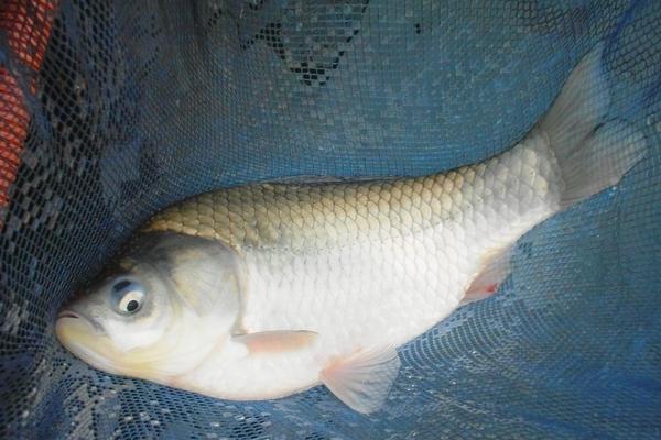 草魚喜歡吃什么？