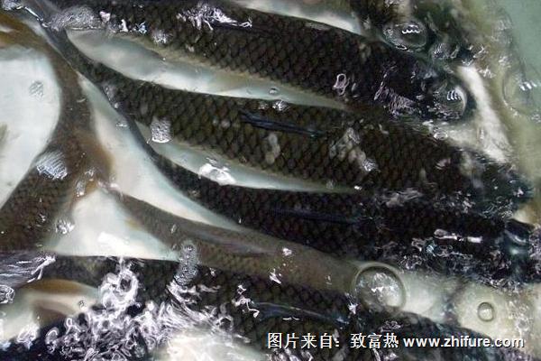 草魚怎樣養殖？