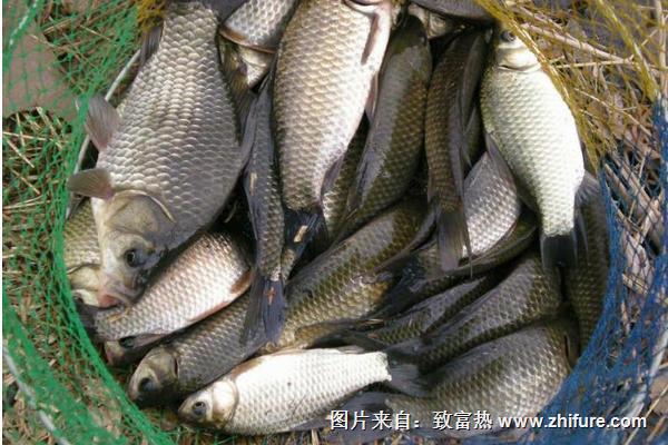 青魚和草魚的區(qū)別是什么？