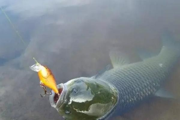 夏天釣草魚的餌料配方