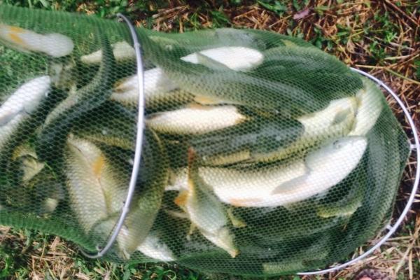夏天釣草魚的餌料配方