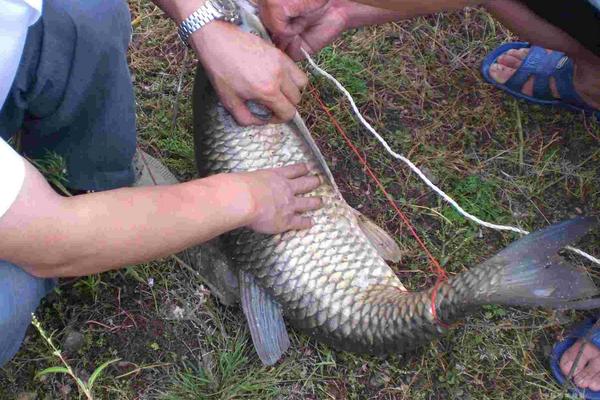 夏天釣草魚的餌料配方