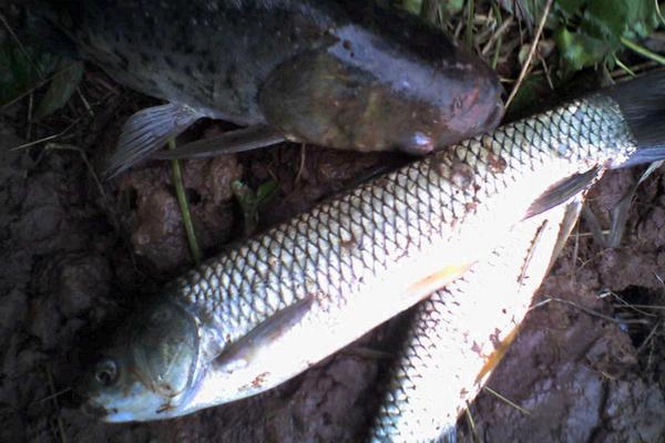 夏天釣草魚的餌料配方