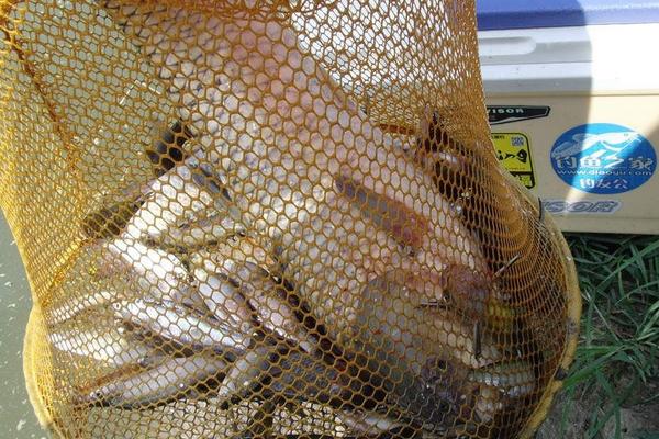 夏天釣草魚的餌料配方