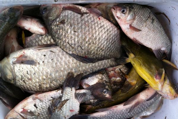 夏天釣草魚的餌料配方