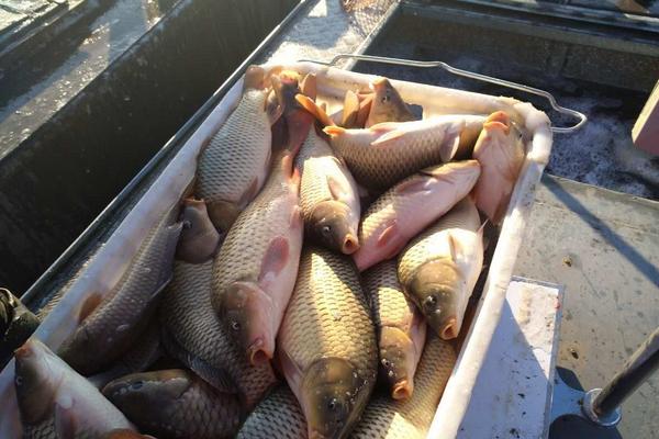 夏天釣草魚的餌料配方