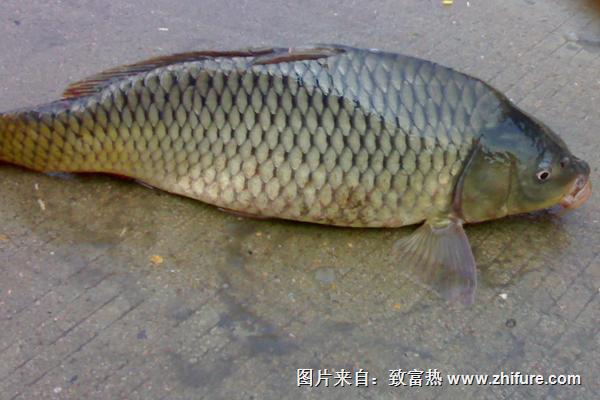孕婦能吃草魚嗎？