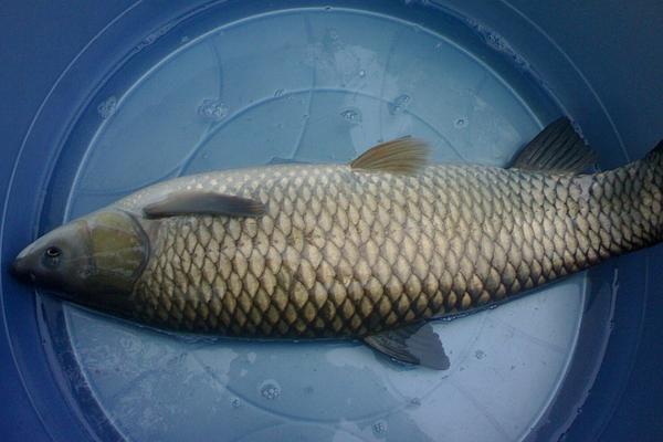 孕婦能吃草魚嗎？