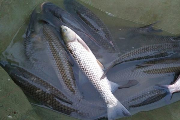 孕婦能吃草魚嗎？