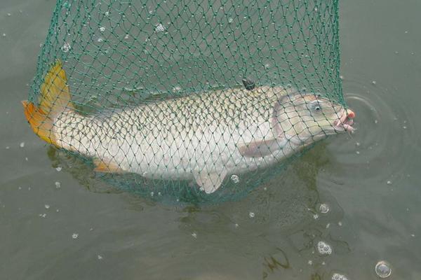 孕婦能吃草魚嗎？