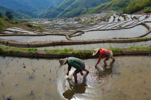 田螺和福壽螺的區別是什么？
