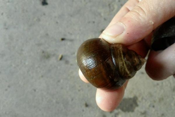 田螺和福壽螺的區別是什么？