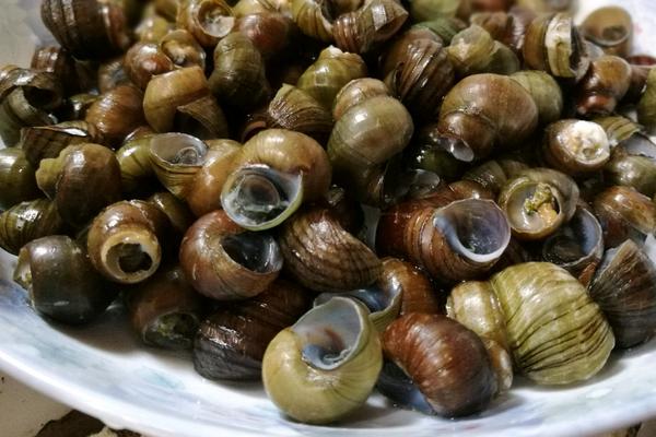 田螺和福壽螺的區別是什么？