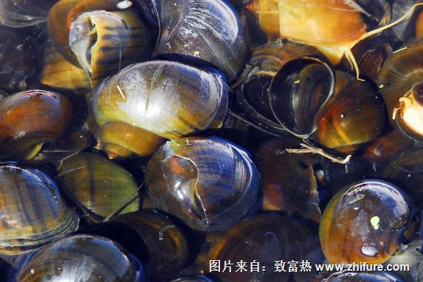 福壽螺的危害是什么?