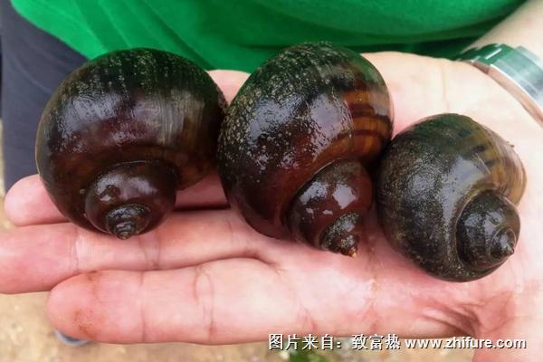 田螺和福壽螺的區(qū)別是什么?