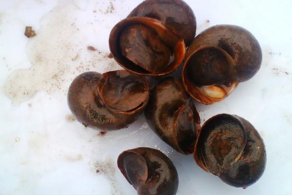 田螺和福壽螺的區別是什么？