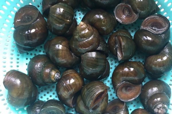 田螺和福壽螺的區別是什么？