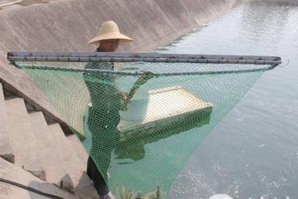 養(yǎng)河蝦的利潤