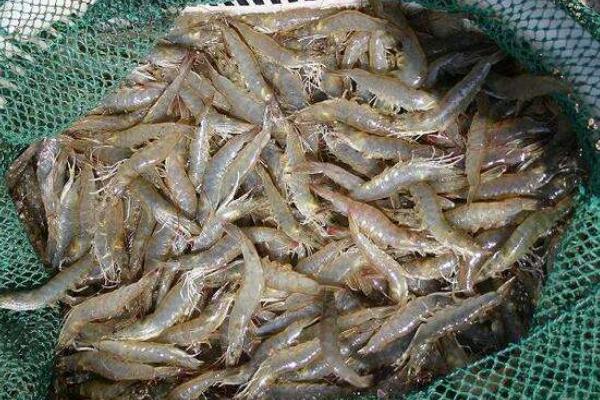 養(yǎng)河蝦的利潤