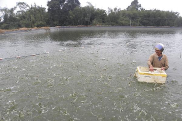 養(yǎng)河蝦的利潤