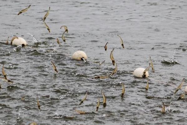 養(yǎng)河蝦的利潤