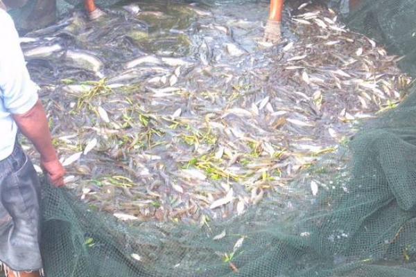 養(yǎng)河蝦的利潤