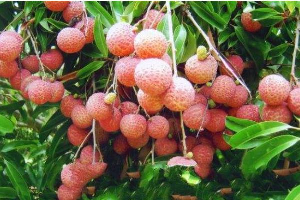 種一畝荔枝能賺多少錢？種荔枝的成本和利潤