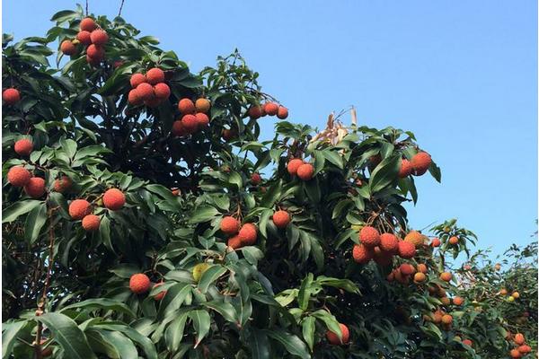 種一畝荔枝能賺多少錢？種荔枝的成本和利潤