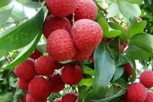 種一畝荔枝能賺多少錢？種荔枝的成本和利潤