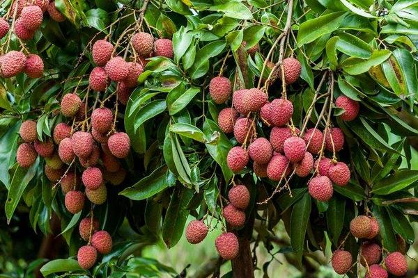 種一畝荔枝能賺多少錢？種荔枝的成本和利潤