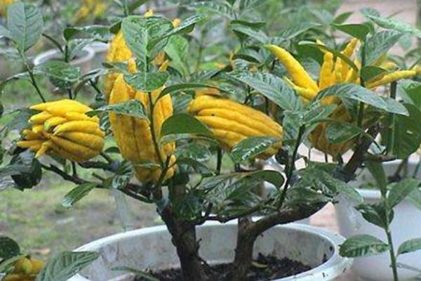 三個農村“特色”種植項目