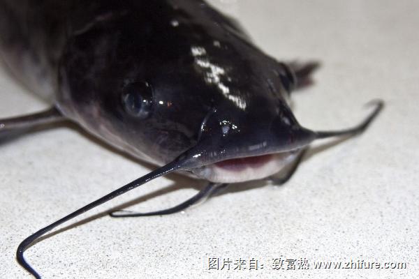 鯰魚怎么殺？