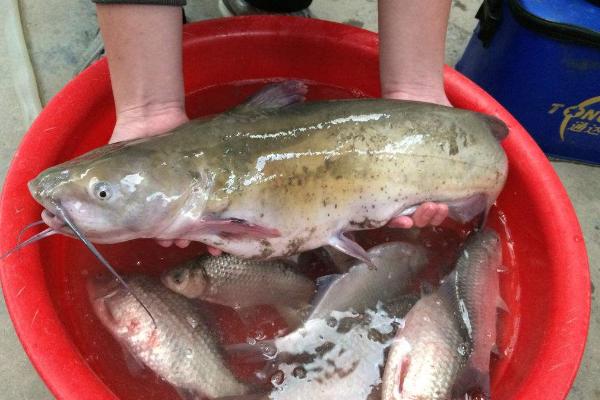 鯰魚怎么殺？