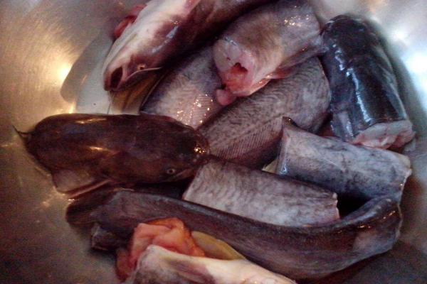 鯰魚怎么殺？