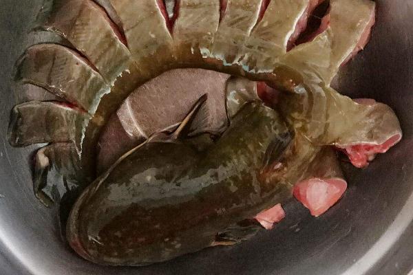 鯰魚怎么殺？