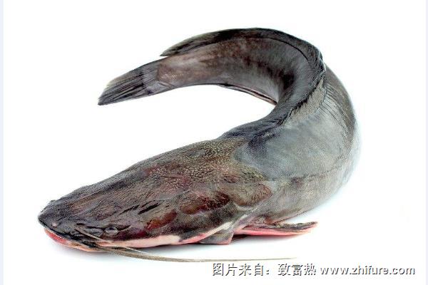 鲇魚(yú)和鯰魚(yú)有什么區(qū)別？