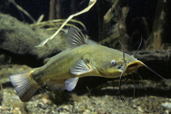 鲇魚和鯰魚有什么區別？